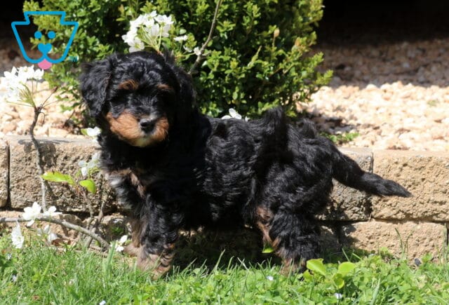 Bear Mini Bernedoodle2 image