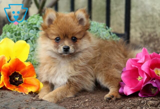 Fluffy reddish-brown Pomeranian puppy lying between bright yellow and pink flowers in a garden setting image