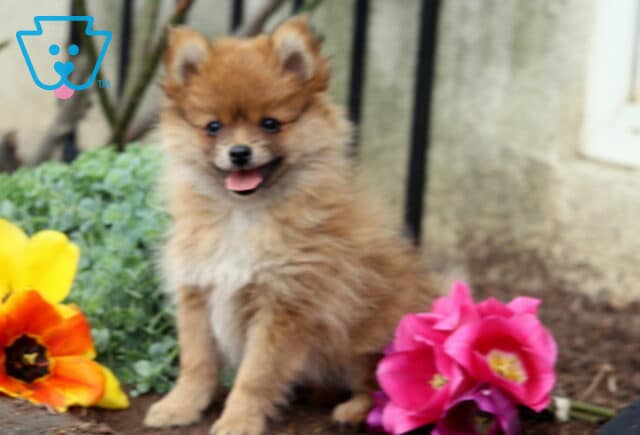 Adorable fluffy Pomeranian puppy sitting with tongue out beside vibrant pink and orange flowers in a garden setting image