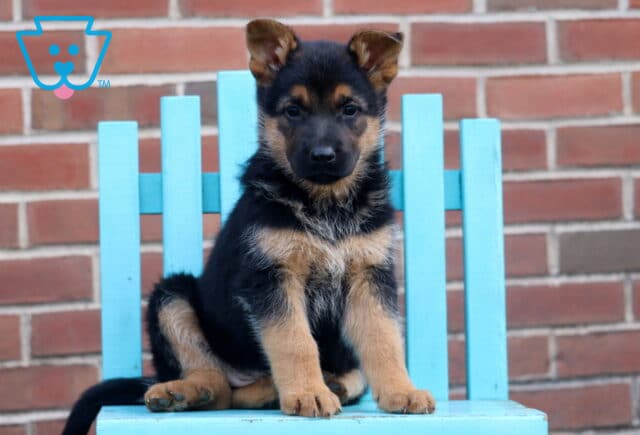 Beauty German2 image