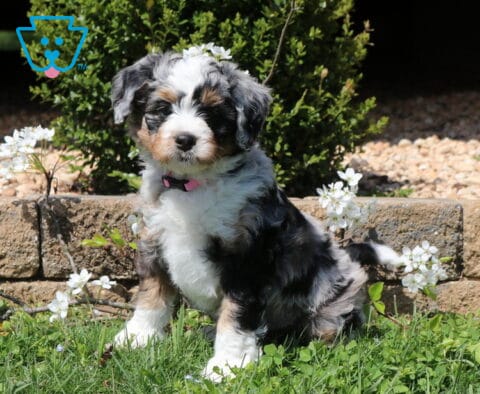 Bee Mini Bernedoodle