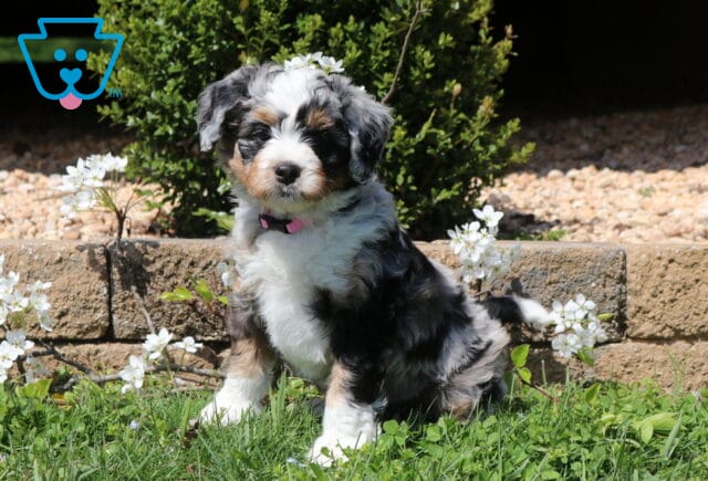 Bee Mini Bernedoodle image
