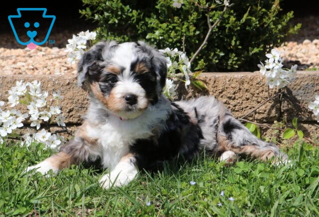 Bee Mini Bernedoodle2 image