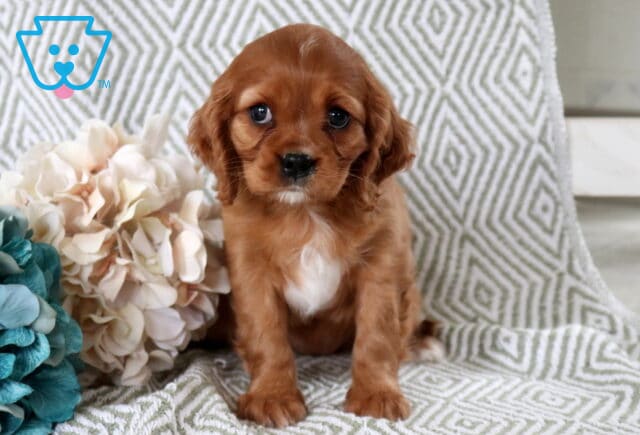 Bella Cavalier image