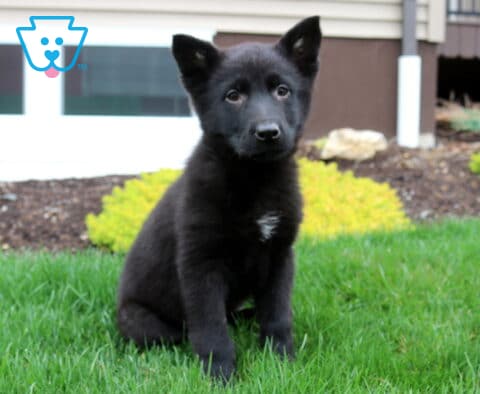 Bella German Shepherd Retake