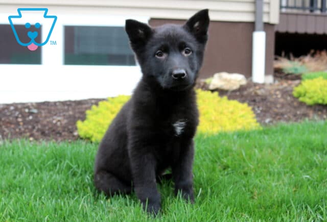 Adorable black German Shepherd puppy with a soft, dense coat and bright, attentive eyes, sitting calmly on lush green grass with ears perked and a sweet, curious expression, highlighting early intelligence and loyalty image