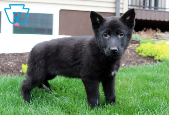 Striking black German Shepherd puppy with a thick, plush coat and alert upright ears, standing confidently on green grass with a curious, intelligent expression, showcasing strong structure and early confidence image