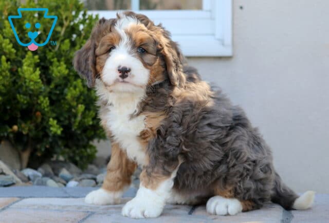 Bella Mini Bernedoodle image