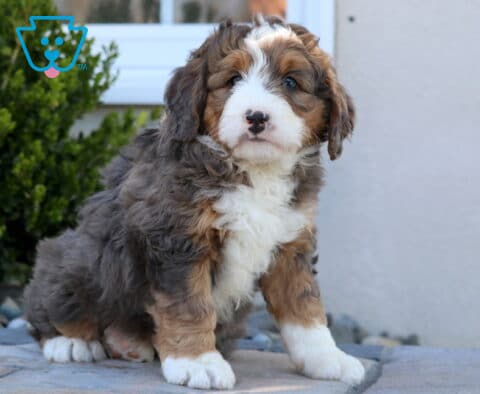 Bella Mini Bernedoodle2