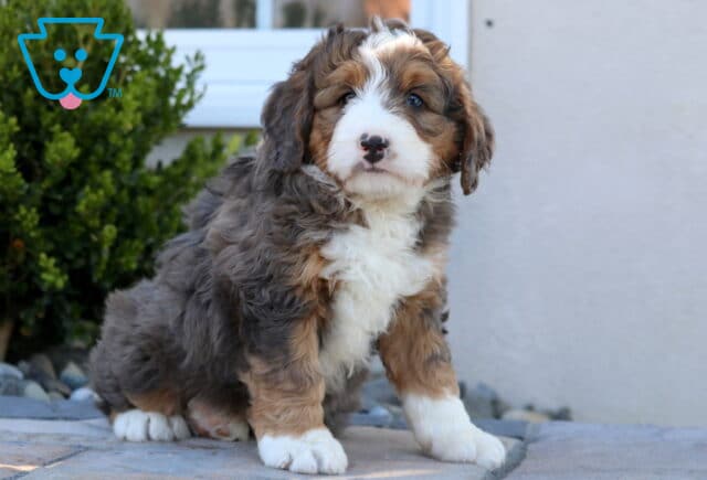 Bella Mini Bernedoodle2 image