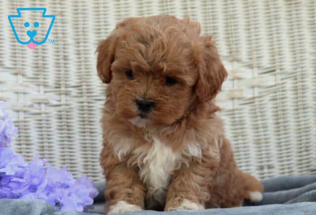 Sweet Shihpoo puppy with rich apricot curls and a white chest patch sitting on a gray blanket with a wicker background and purple flowers, gazing down with a gentle expression image