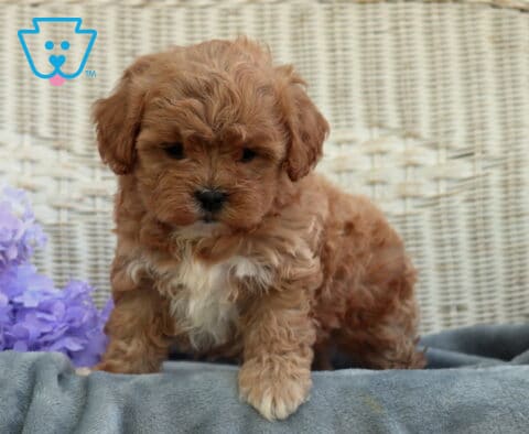 Adorable Shihpoo puppy with fluffy apricot curls and a small white chest marking standing on a soft gray blanket beside purple flowers, with a wicker backdrop behind it