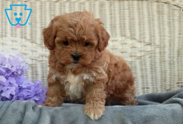 Adorable Shihpoo puppy with fluffy apricot curls and a small white chest marking standing on a soft gray blanket beside purple flowers, with a wicker backdrop behind it image