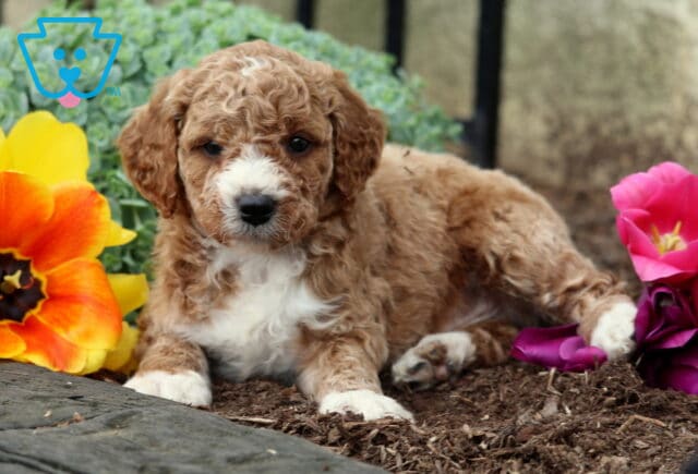 Benji Mini Goldendoodle image