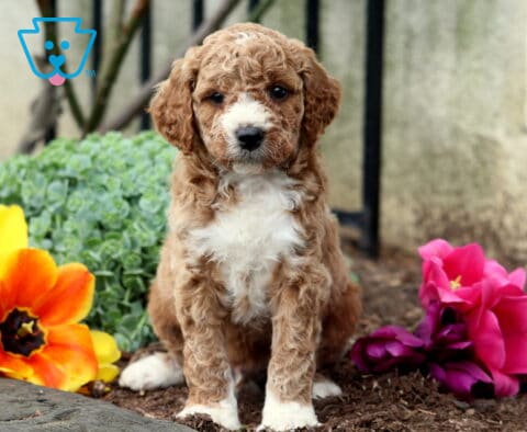 Benji Mini Goldendoodle2