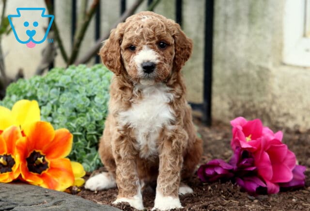 Benji Mini Goldendoodle2 image