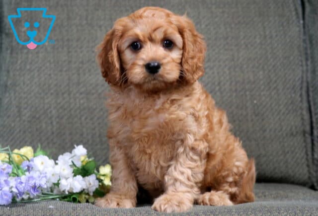 Benny Cavapoo image