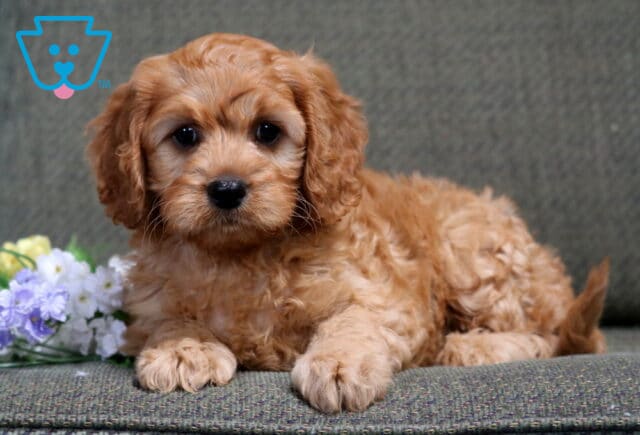 Benny Cavapoo2 image