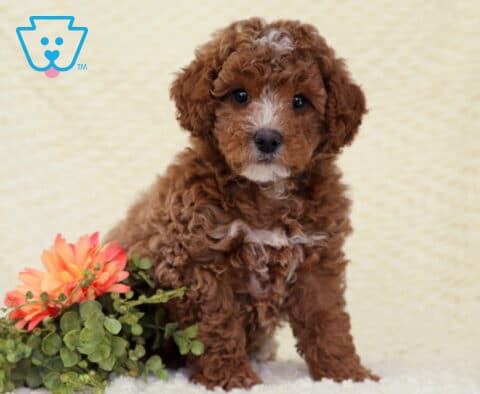 Bentley Toy Poodle