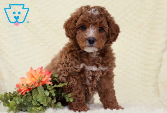 Bentley Toy Poodle image