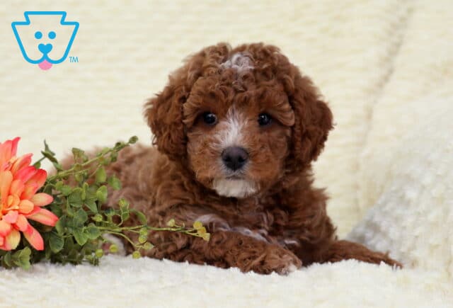 Bentley Toy Poodle2 image