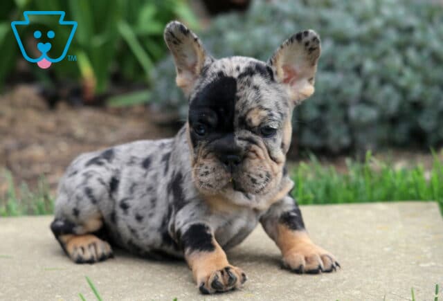 Merle French Bulldog puppy with a mottled gray and black coat lying on a stone surface, one side of the face darker, ears upright and eyes focused forward, with garden greenery in the background image