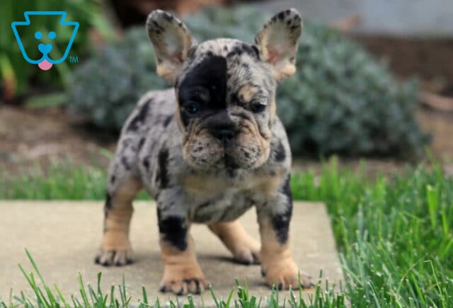 Merle French Bulldog puppy with a speckled gray and black coat standing on a stone surface, one side of the face darker, ears perked and looking forward, with green grass and garden plants in the background image