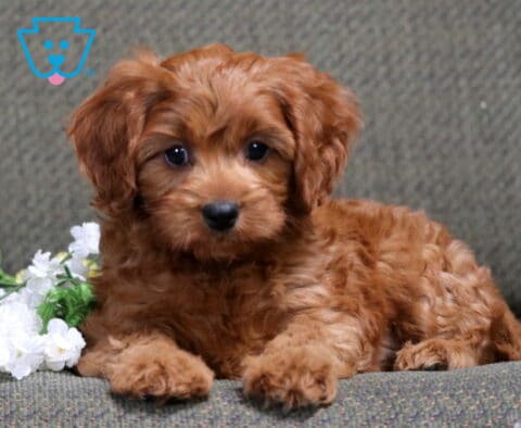 Bingo Cavapoo