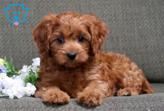 Bingo Cavapoo image