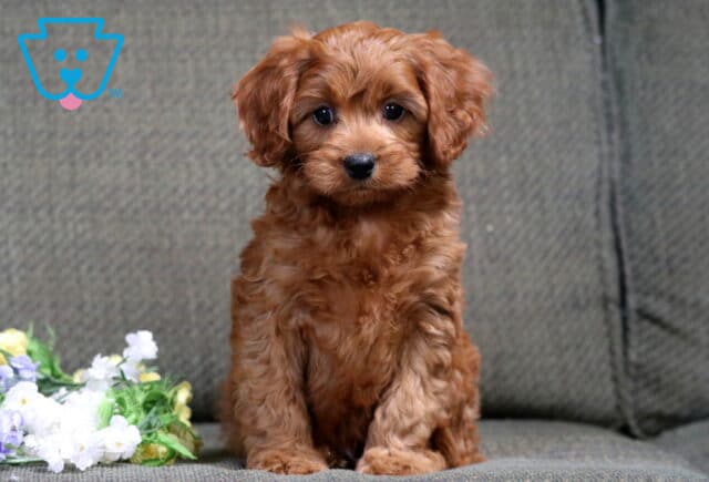 Bingo Cavapoo2 image
