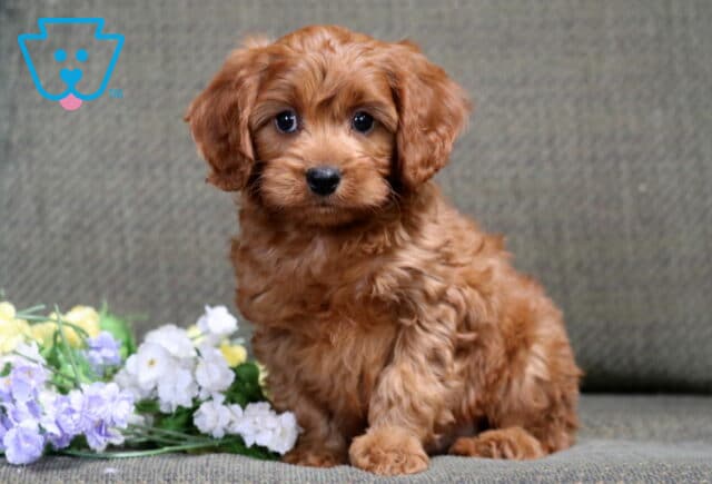 Bingo Cavapoo3 image