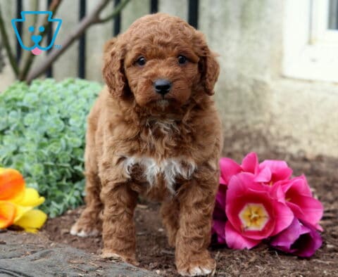 Bingo MIni Goldendoodle