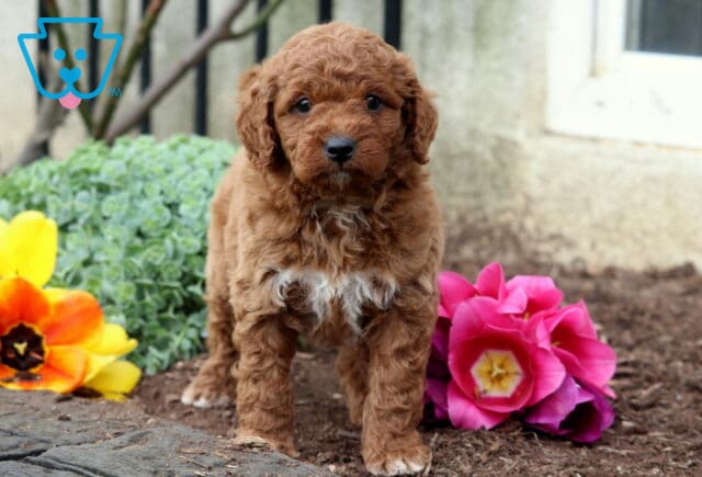 Young Mini Goldendoodle puppy with white markings resting beside blooming pink and yellow flowers image