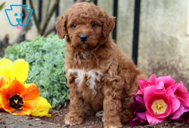 Bingo MIni Goldendoodle2 image