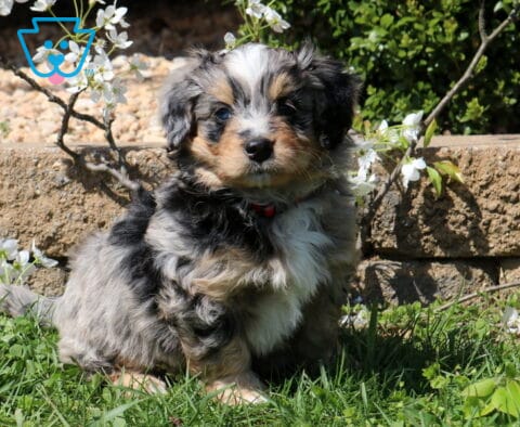 Bingo Mini Bernedoodle