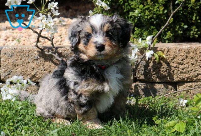 Bingo Mini Bernedoodle image