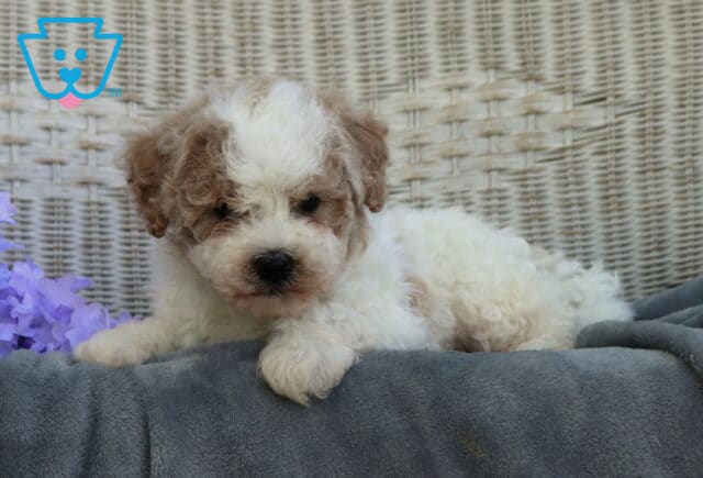 Curly-coated Shihpoo puppy with white and light brown patches lying on a plush gray blanket against a wicker backdrop with soft purple flowers, appearing relaxed and cozy image