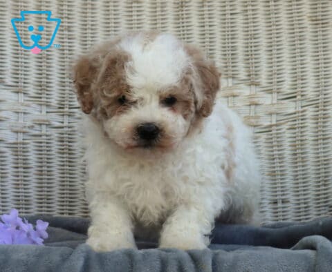 Fluffy Shihpoo puppy with curly white fur and soft tan ears standing on a gray blanket in front of a wicker backdrop with purple flowers, looking gentle and inquisitive