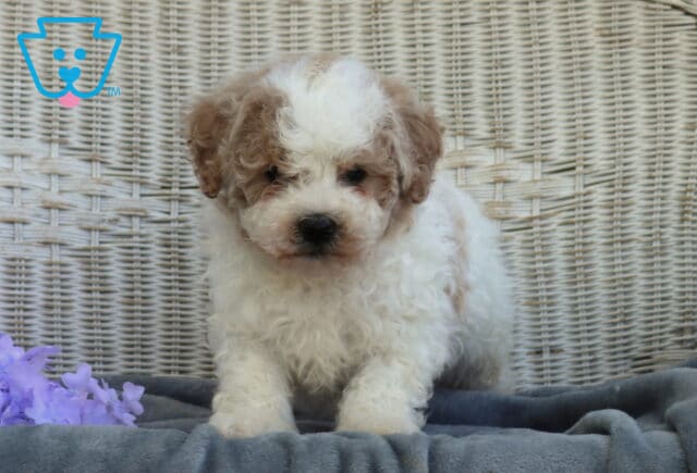 Fluffy Shihpoo puppy with curly white fur and soft tan ears standing on a gray blanket in front of a wicker backdrop with purple flowers, looking gentle and inquisitive image