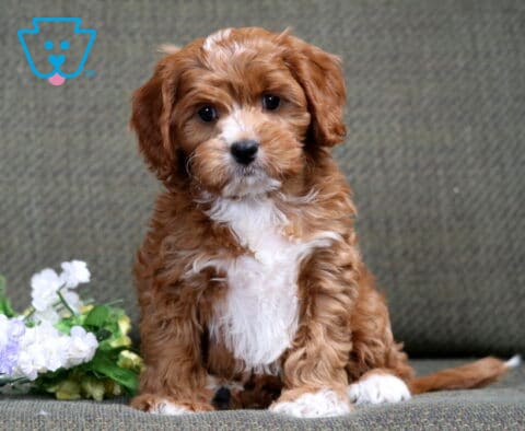 Biscuit Cavapoo