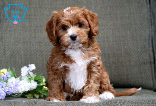 Adorable red and white Cavapoo puppy sitting on a couch with soft floral accents, fluffy coat and sweet expression image