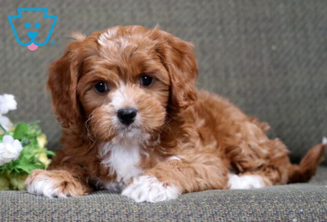 Sweet red and white Cavapoo puppy lying on a textured couch beside soft flowers, fluffy coat and gentle eyes image