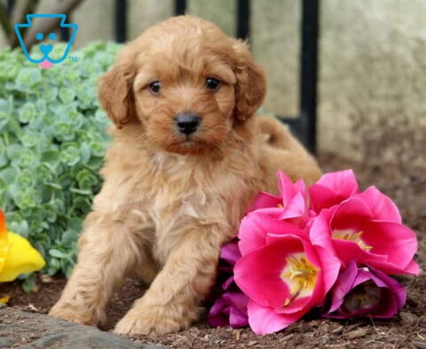 Biscuit Mini Goldendoodle