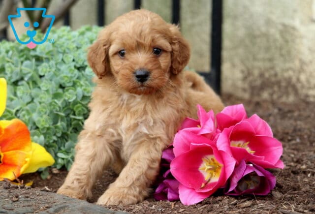 Biscuit Mini Goldendoodle image