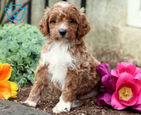 Blake MIni Goldendoodle