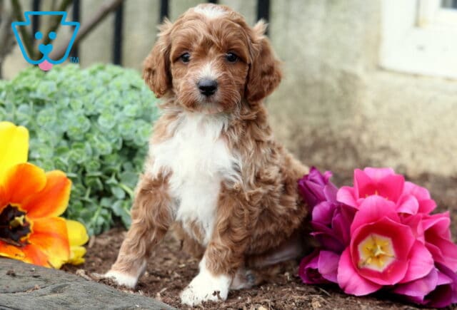 Fluffy apricot doodle puppy lying down in a flower garden with bright seasonal blossoms image
