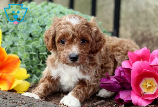 Tiny curly-coated Goldendoodle puppy posing between pink tulips and orange flowers image