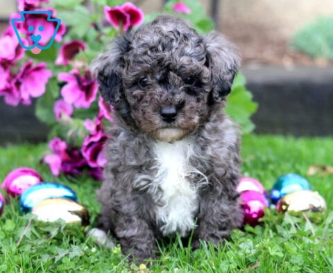 Blake Mini Poodle