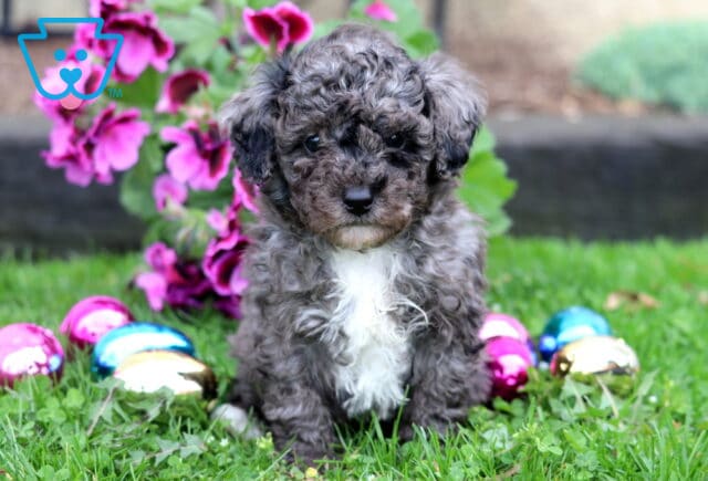 Blake Mini Poodle image