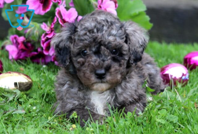Blake Mini Poodle2 image